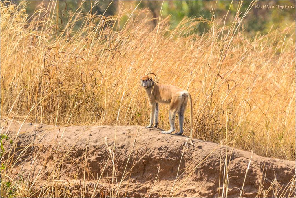 The fastest primate Periérgeia