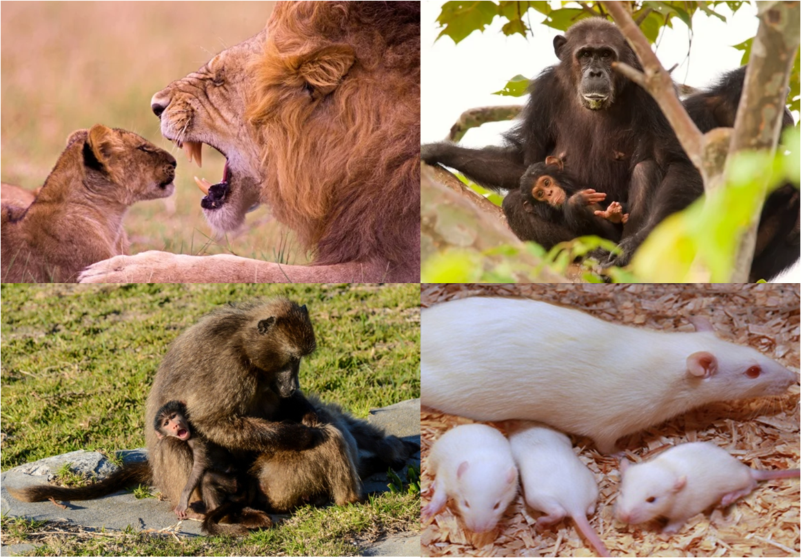 Animal Infanticide. Why Some Animals Kill The Offspring - Periérgeia